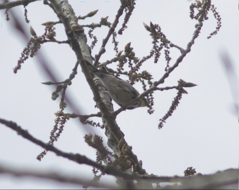 Yellow-rumped Warbler (Myrtle x Audubon's) - ML617790252
