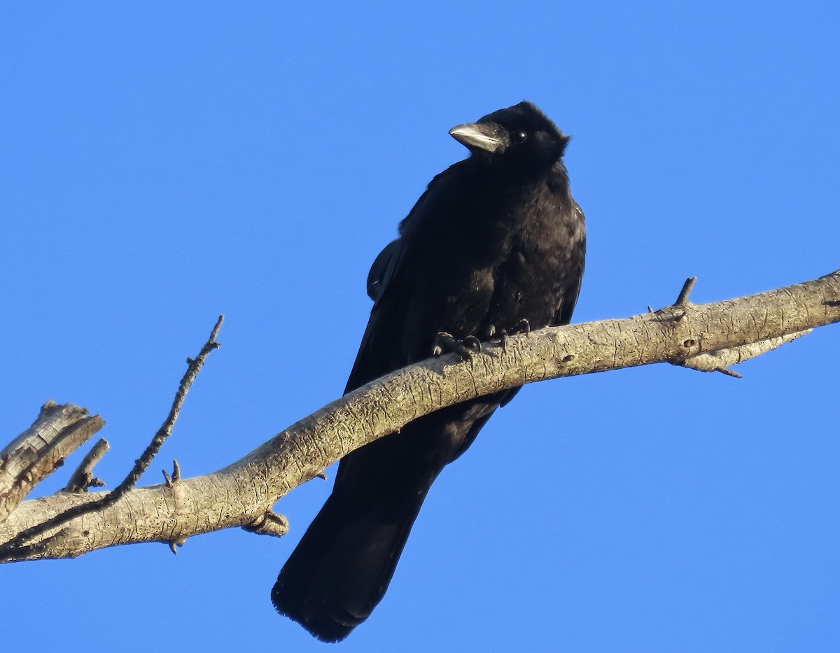 American Crow - ML617790281