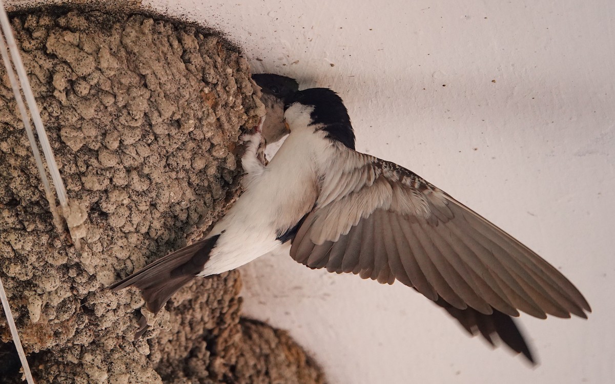 Western House-Martin - ML617790327