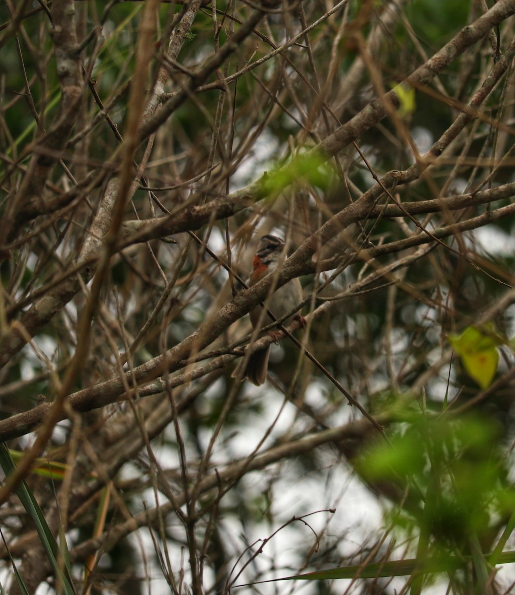 Rufous-collared Sparrow - ML617790341
