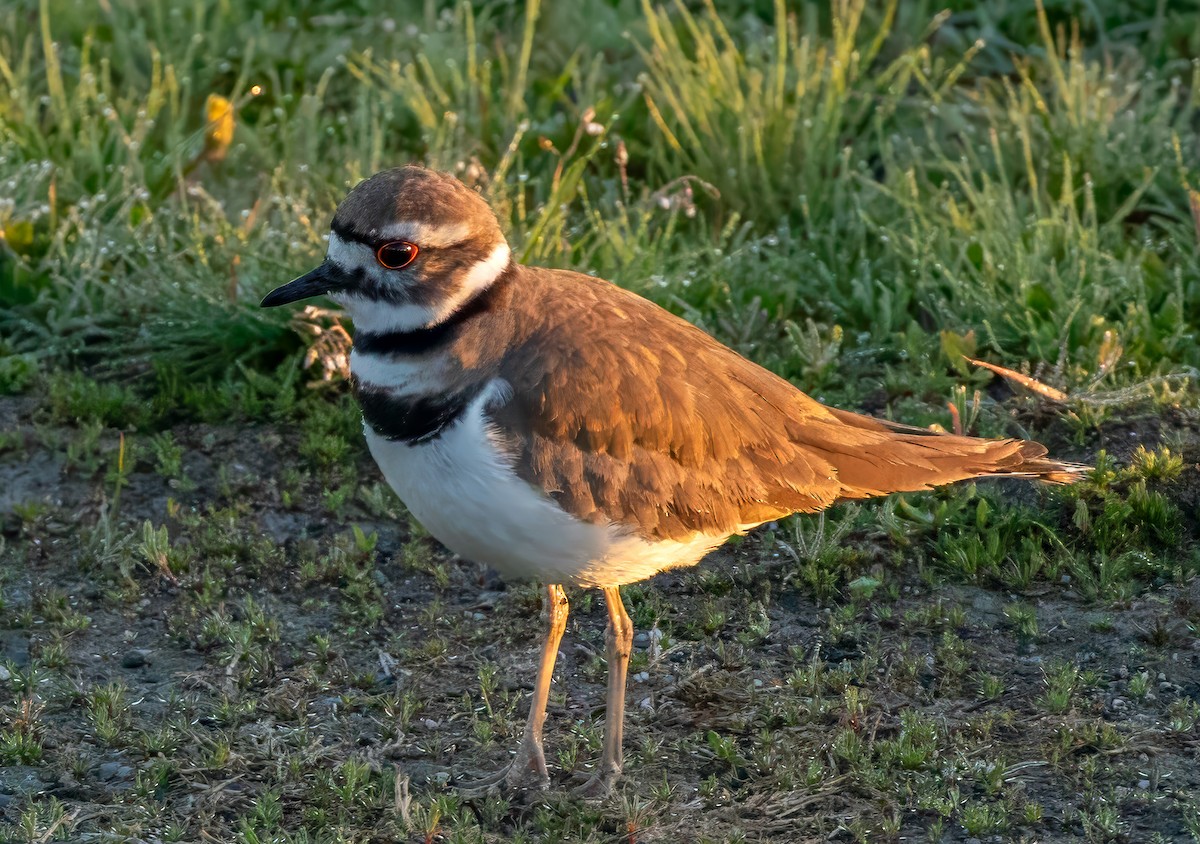 Killdeer - ML617790351