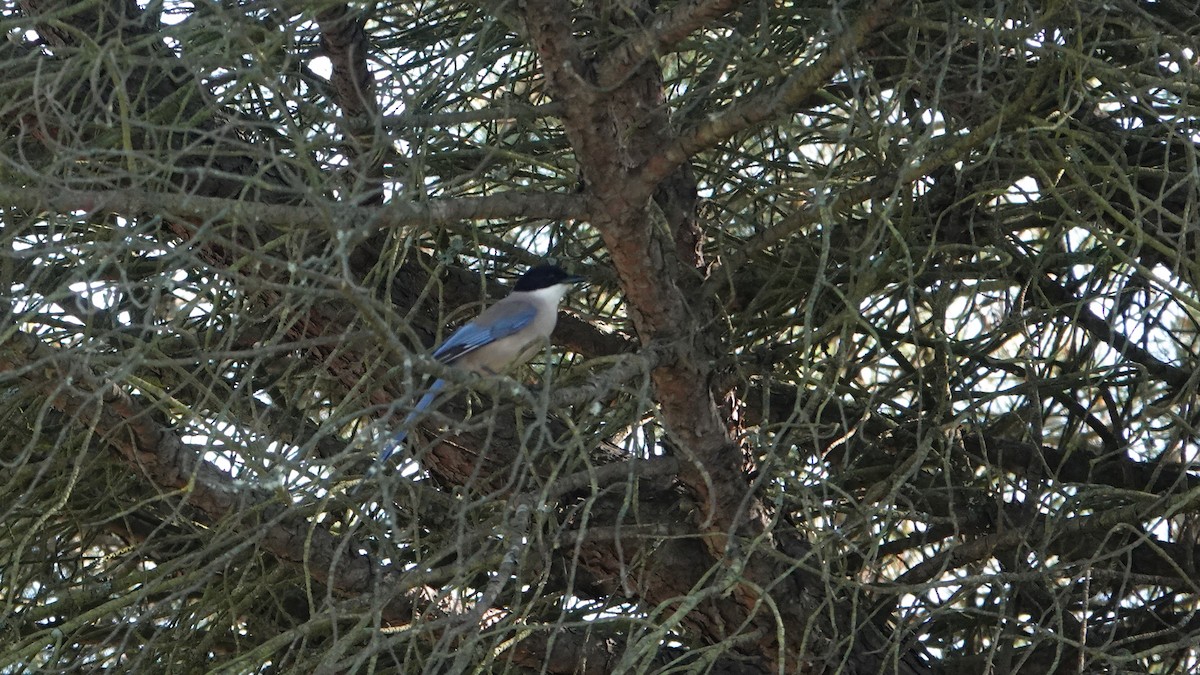 Iberian Magpie - ML617790364