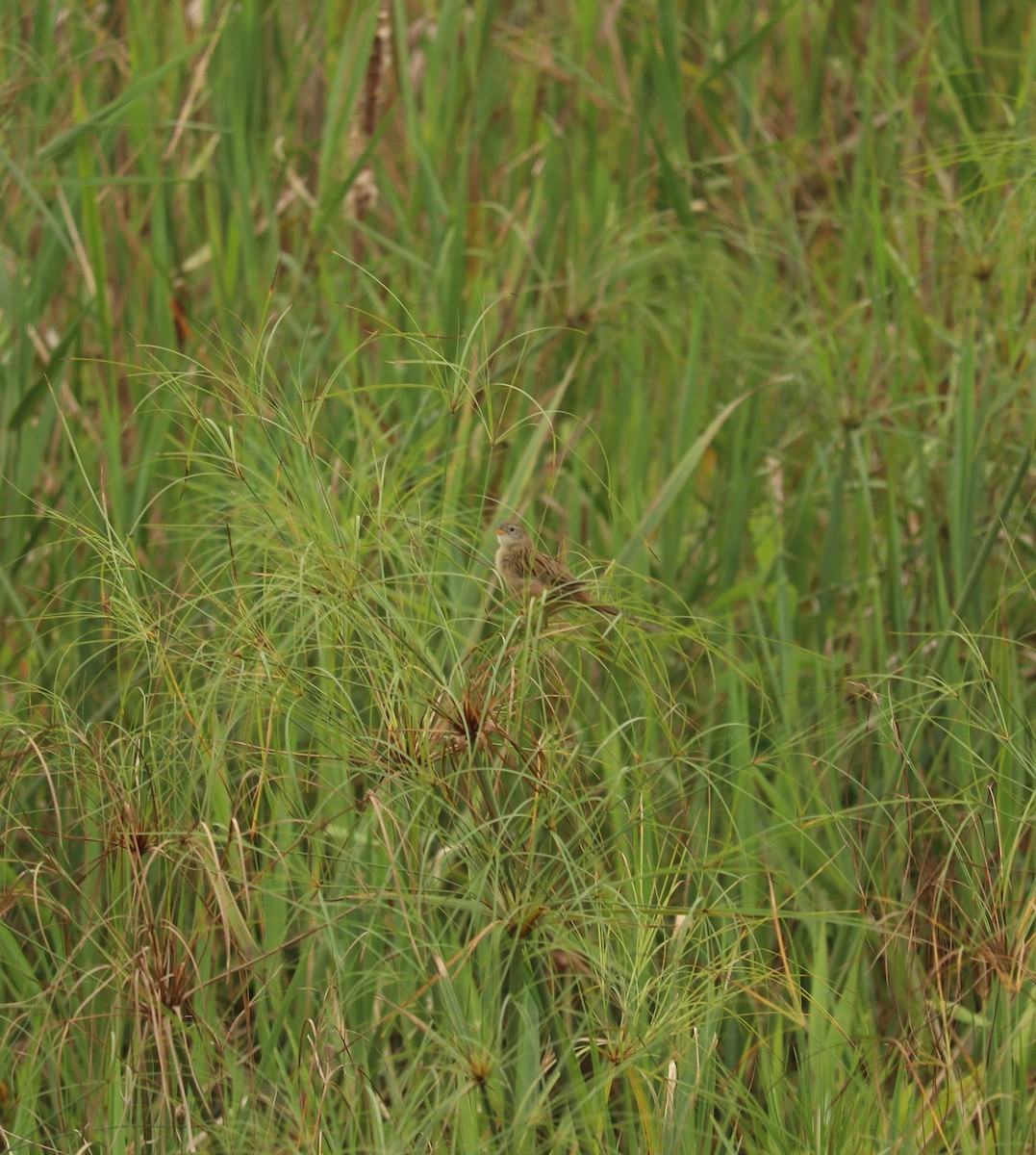 Wedge-tailed Grass-Finch - ML617790389