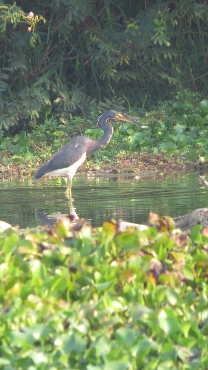 Tricolored Heron - ML617790394