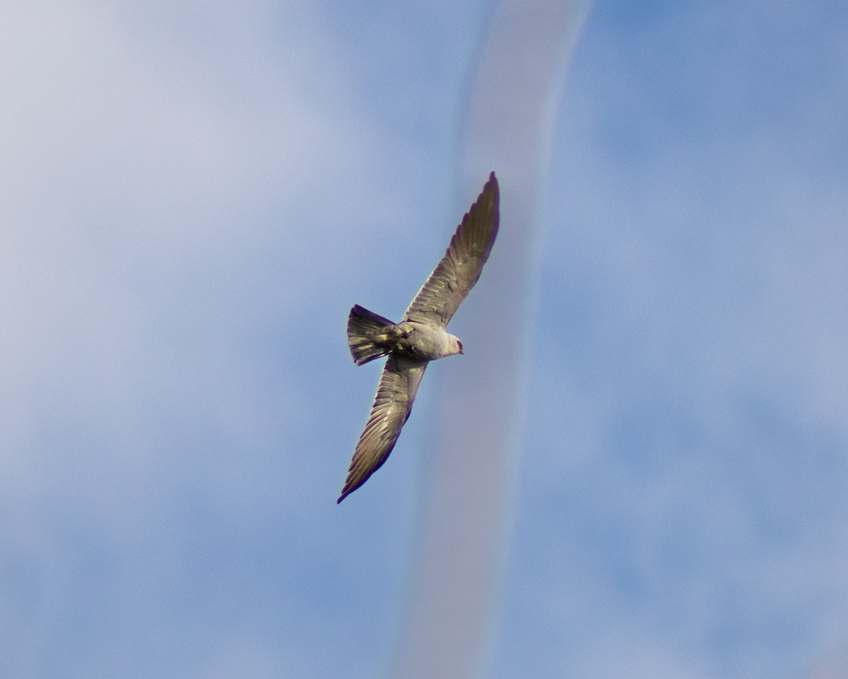 Mississippi Kite - ML617790439