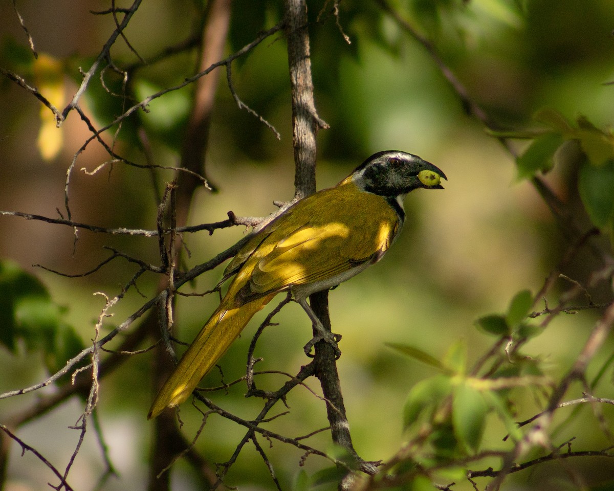 Black-headed Saltator - ML617790455