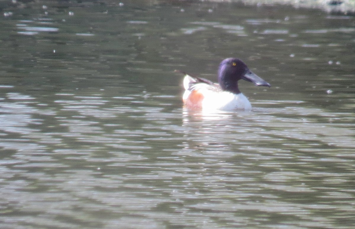 Northern Shoveler - ML617790459