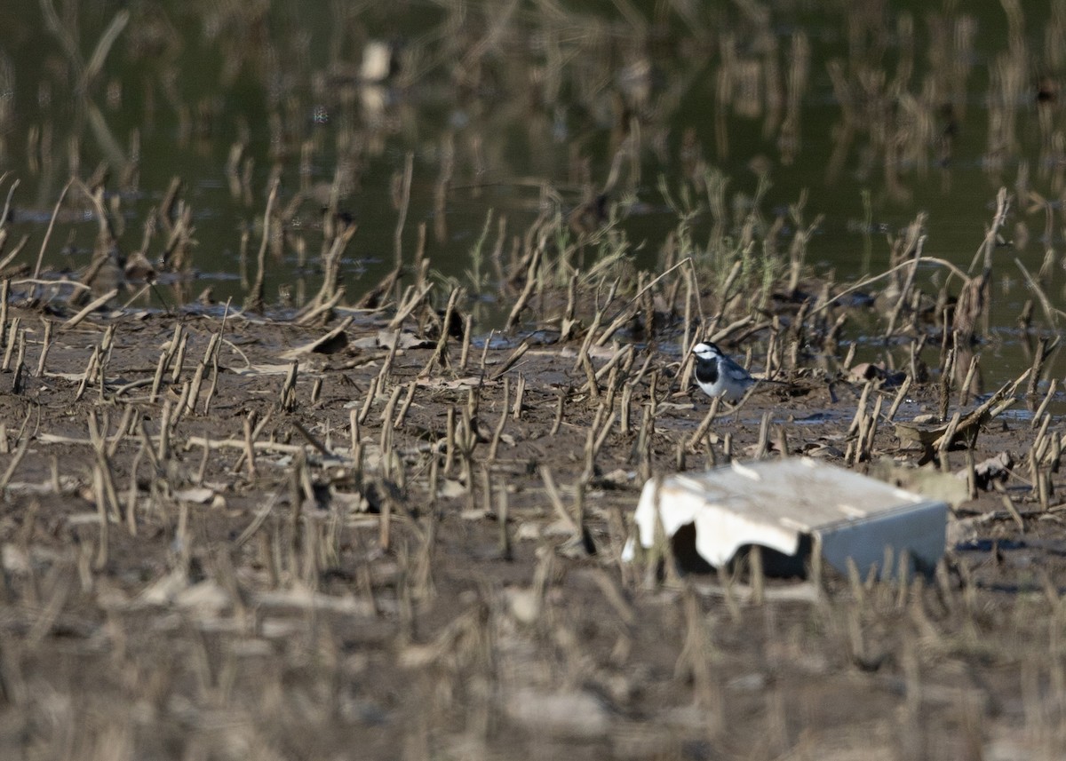 White Wagtail - ML617790483