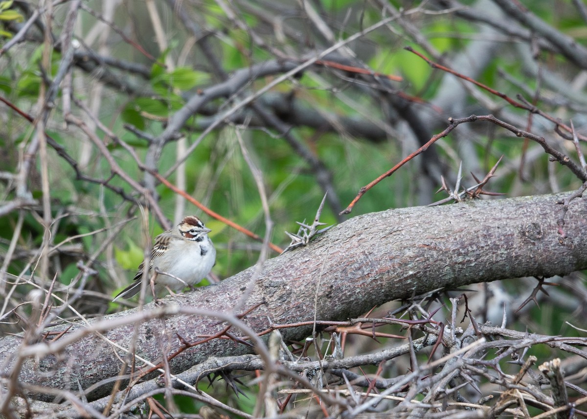 Lark Sparrow - ML617790488