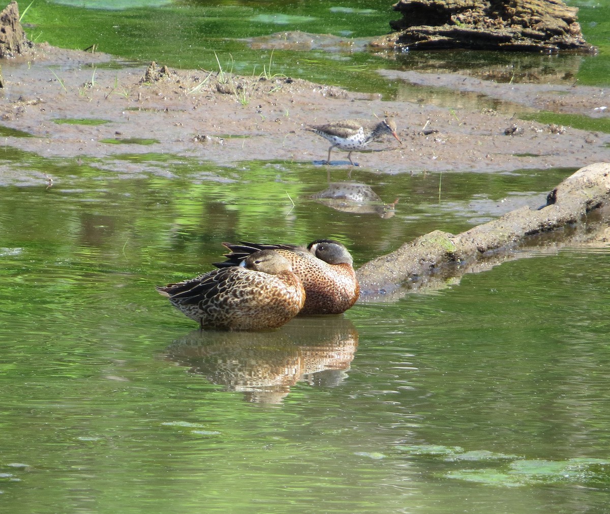 Blue-winged Teal - ML617790509