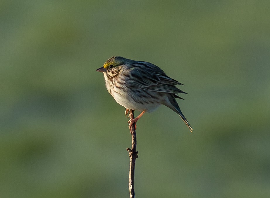 Savannah Sparrow - ML617790517