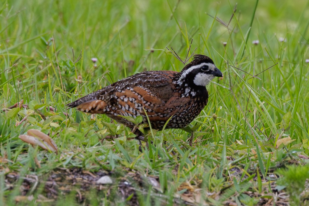 Northern Bobwhite - ML617790523