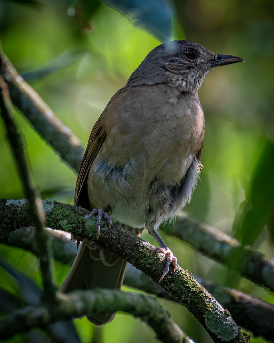 Pale-breasted Thrush - ML617790535
