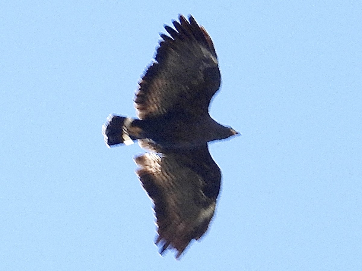 Common Black Hawk - John Amoroso