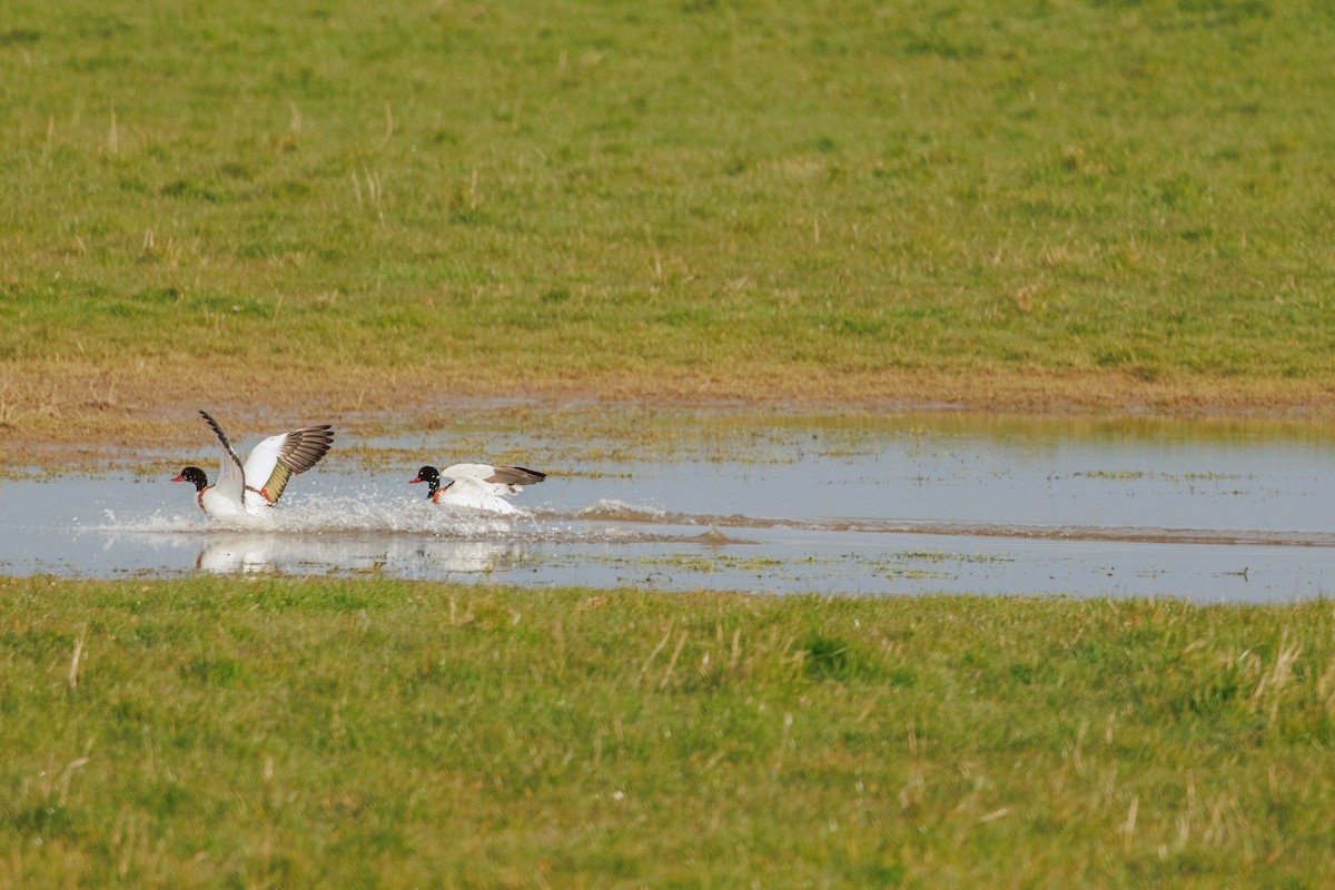 Common Shelduck - Iain Robson