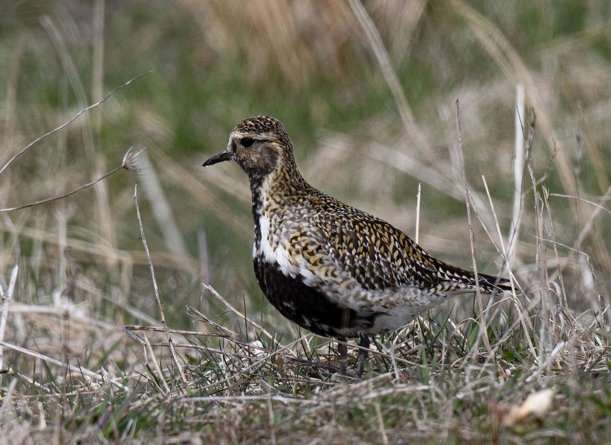 European Golden-Plover - ML617790647