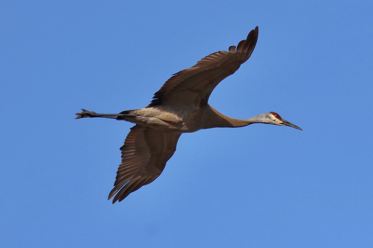 Sandhill Crane - ML617790651