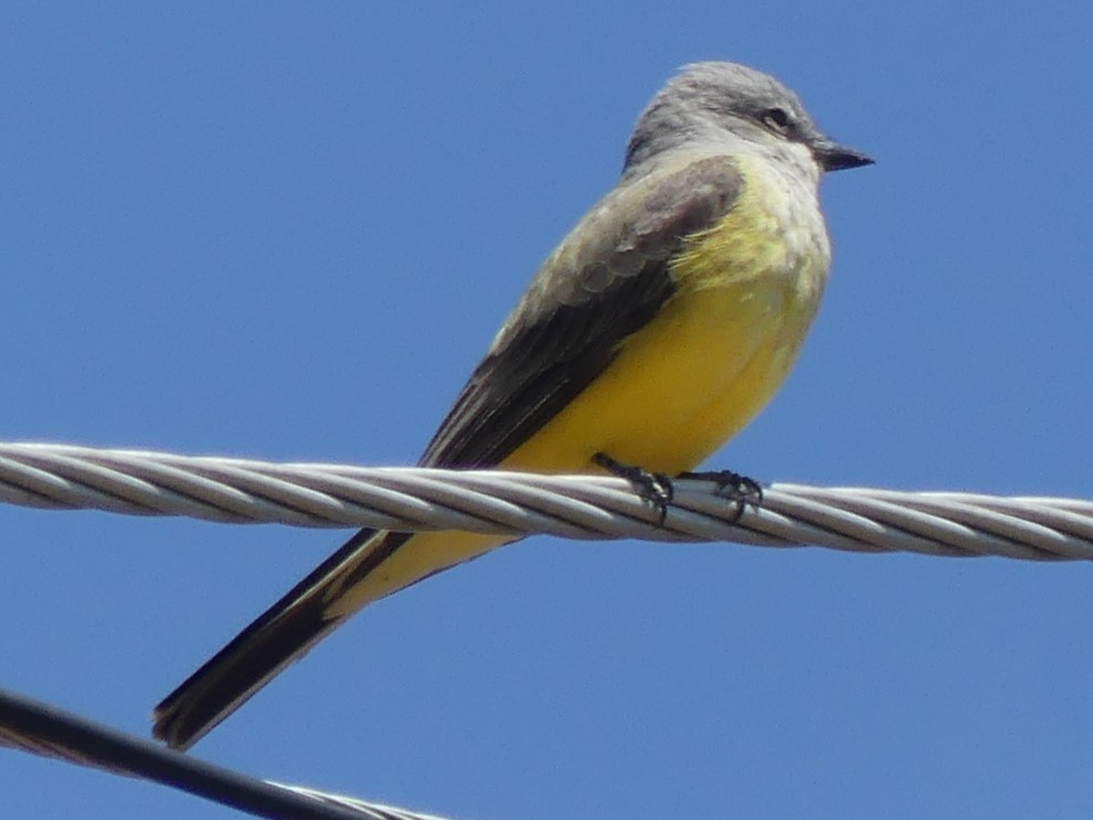 Western Kingbird - ML617790674