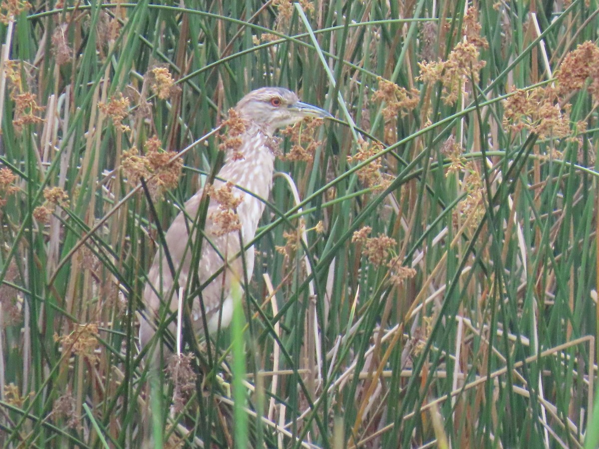 Black-crowned Night Heron - ML617790676