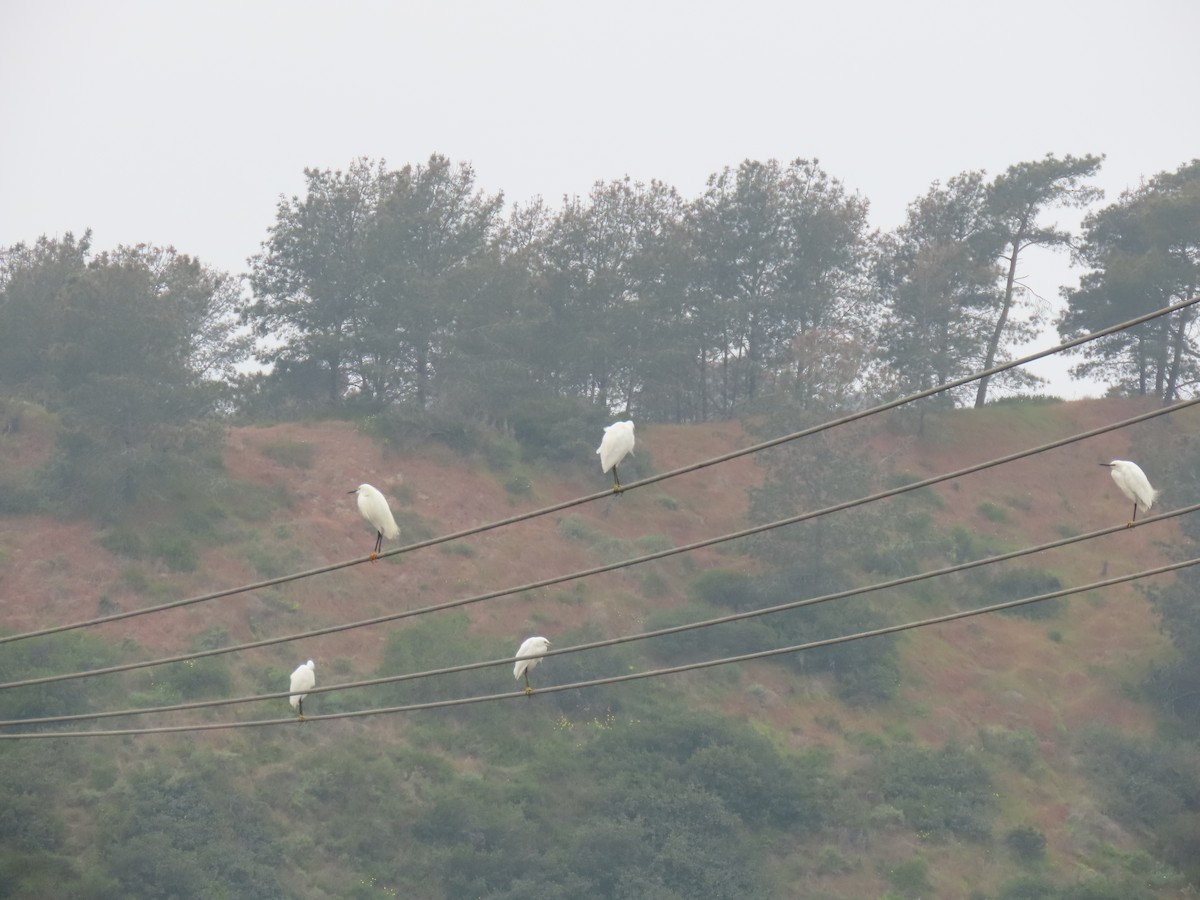 Snowy Egret - ML617790697