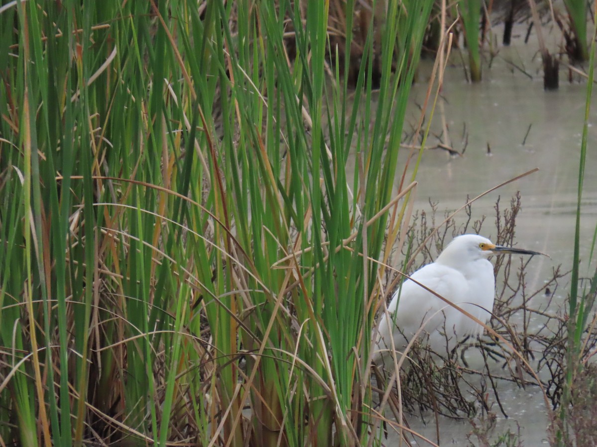 Snowy Egret - ML617790701