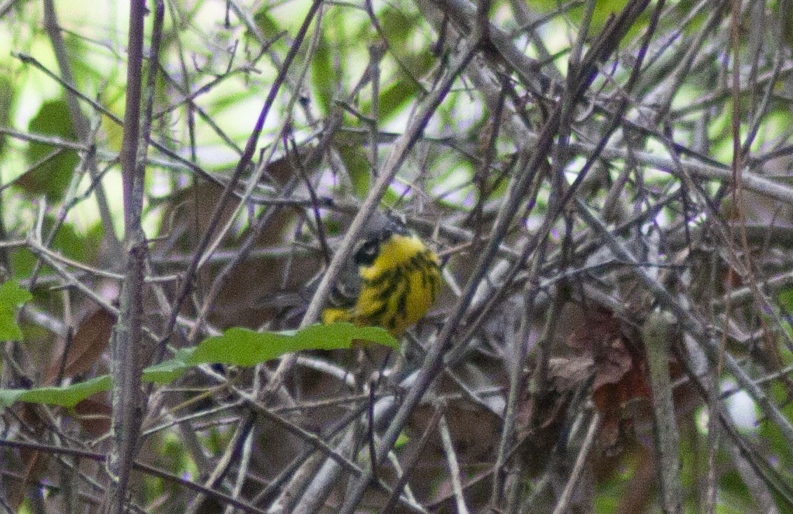 Magnolia Warbler - ML617790715