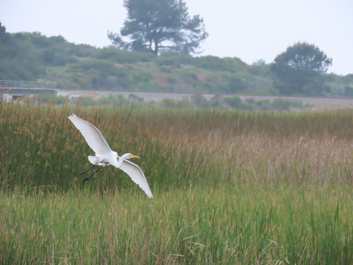 Great Egret - ML617790732