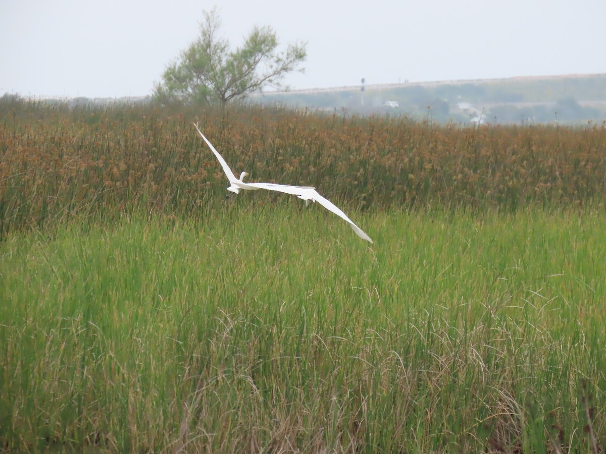 Great Egret - ML617790734