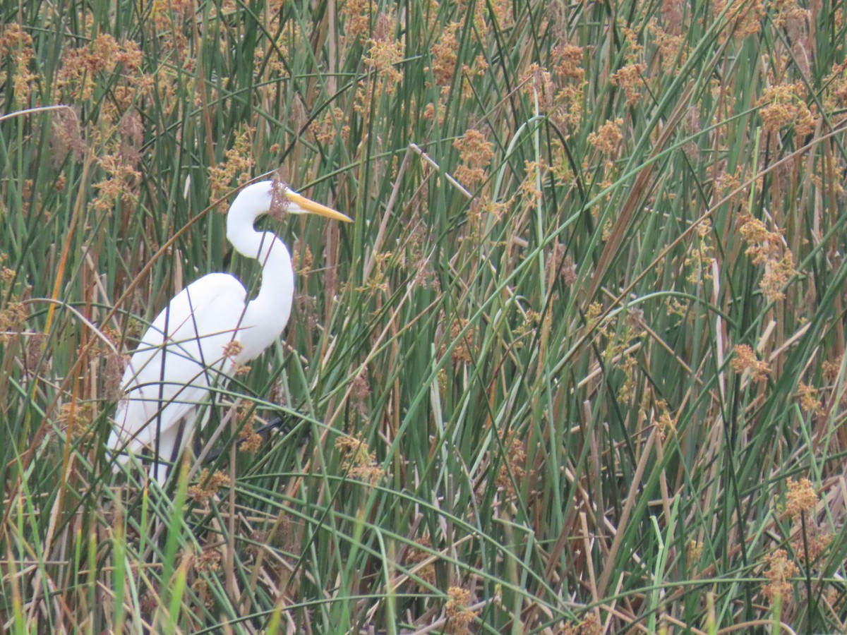 Great Egret - Charley Herzfeld