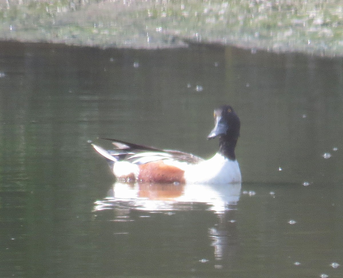 Northern Shoveler - ML617790746