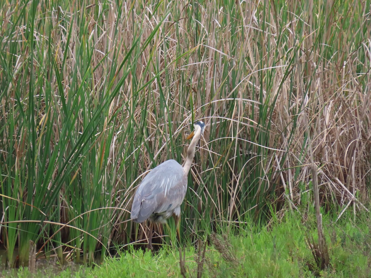 Great Blue Heron - ML617790749