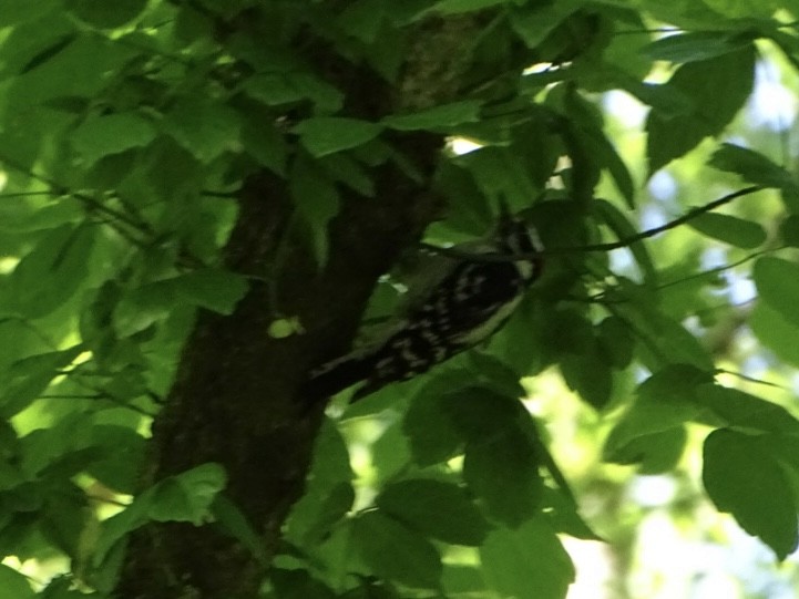 Downy Woodpecker - Robert Solomon