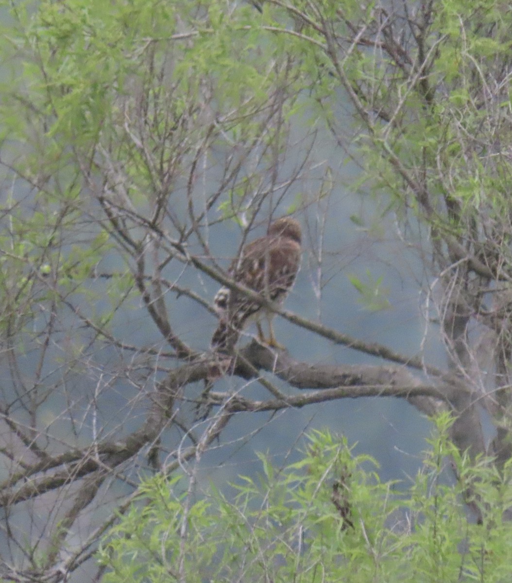 Red-shouldered Hawk - ML617790762