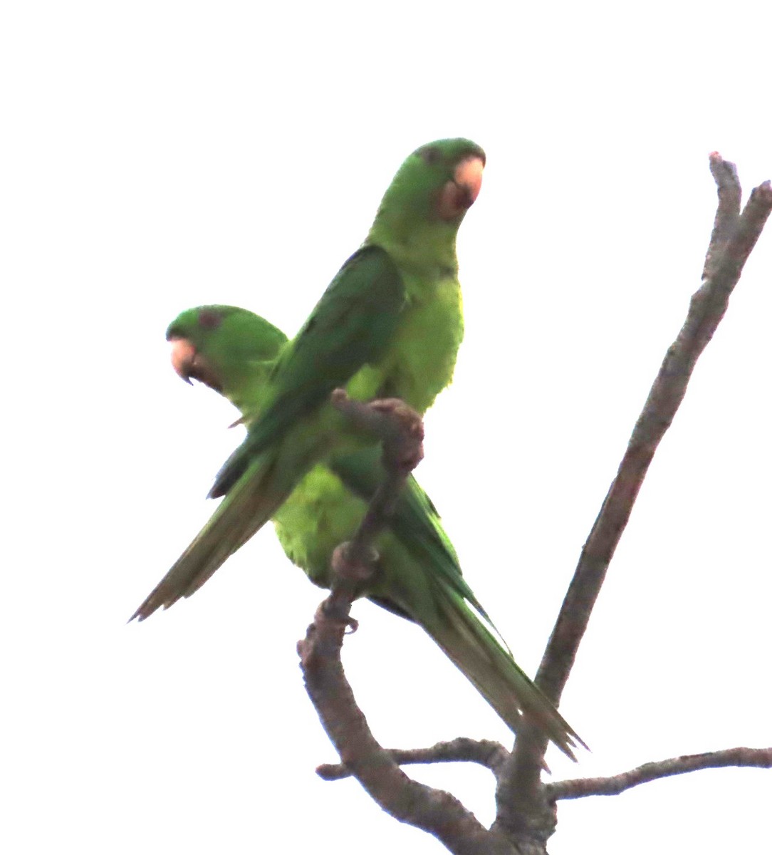 Green Parakeet - ML617790765