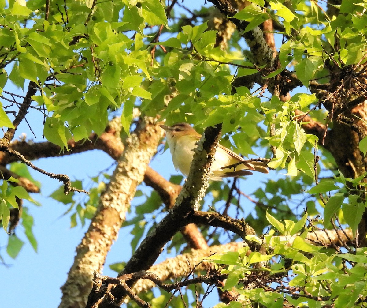 Red-eyed Vireo - ML617790779