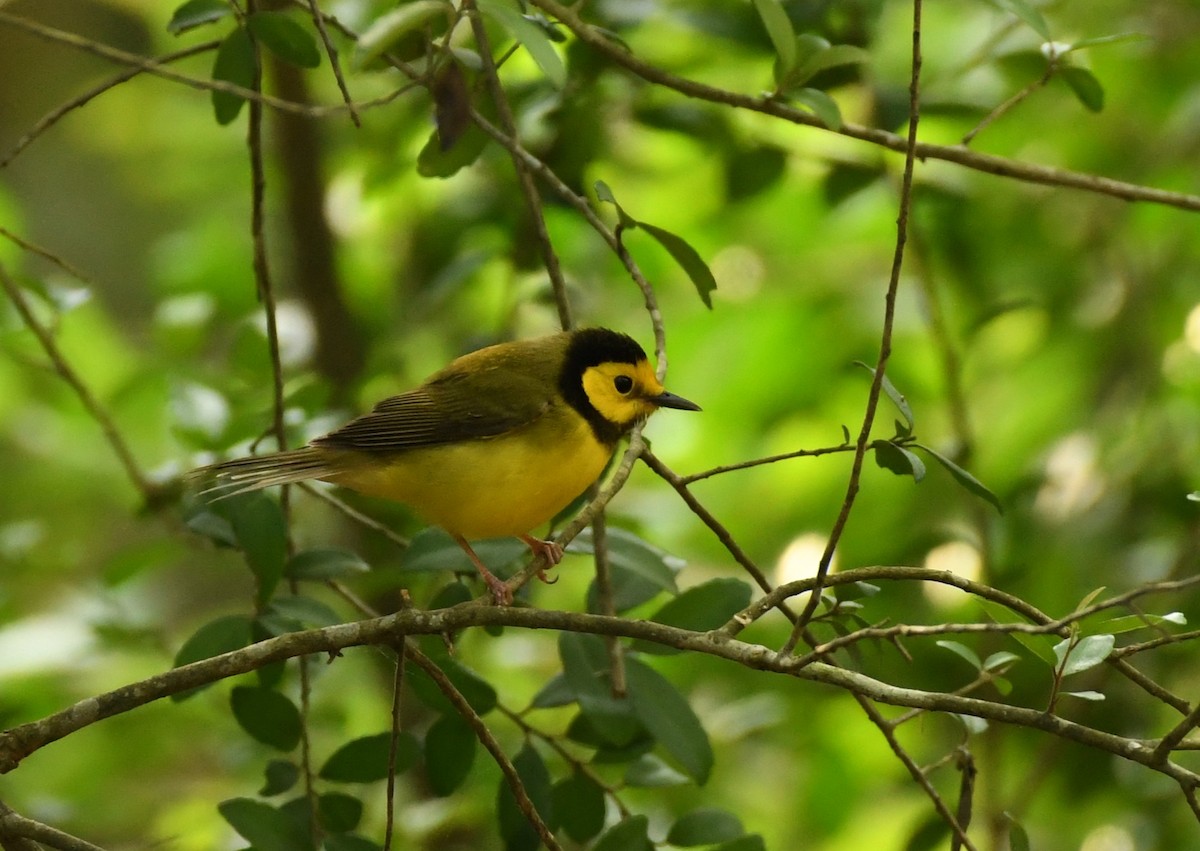 Hooded Warbler - Jen S