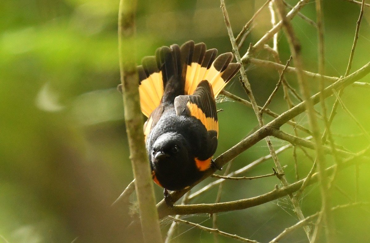 American Redstart - ML617790782