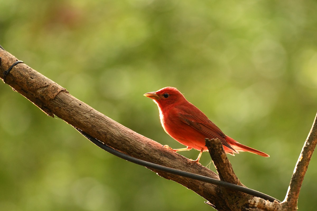 Summer Tanager - ML617790799