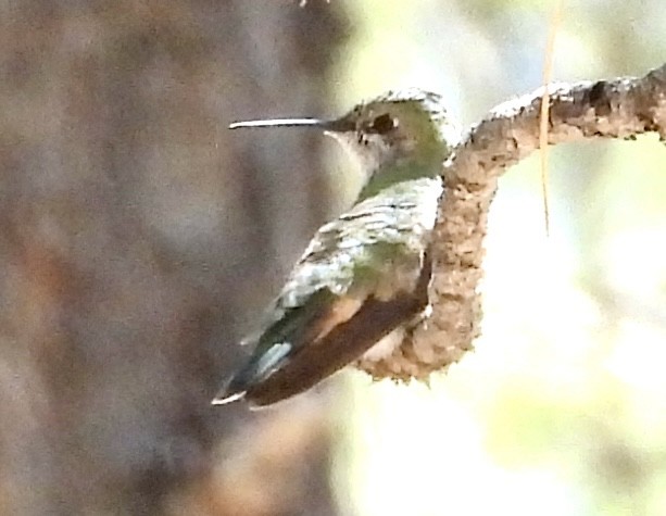 Broad-tailed Hummingbird - ML617790800
