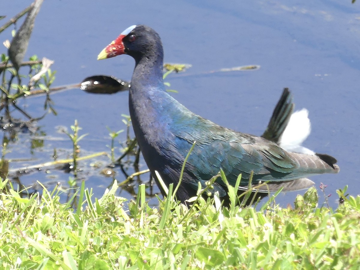 Purple Gallinule - Alain Sylvain