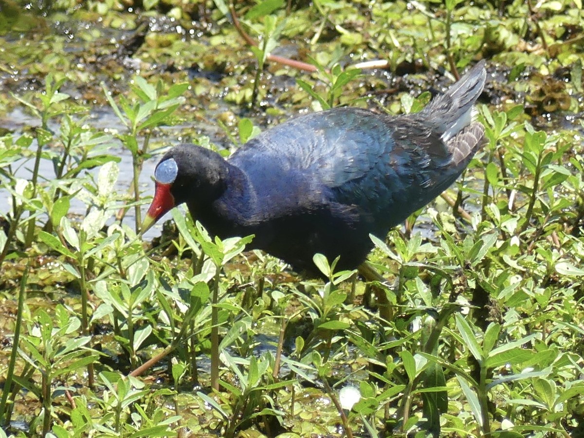 Purple Gallinule - ML617790811