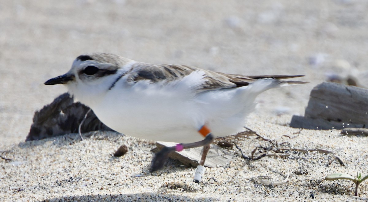 Snowy Plover - ML617790819