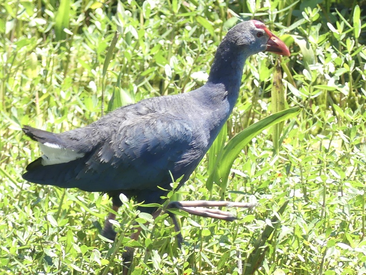 Gray-headed Swamphen - ML617790861