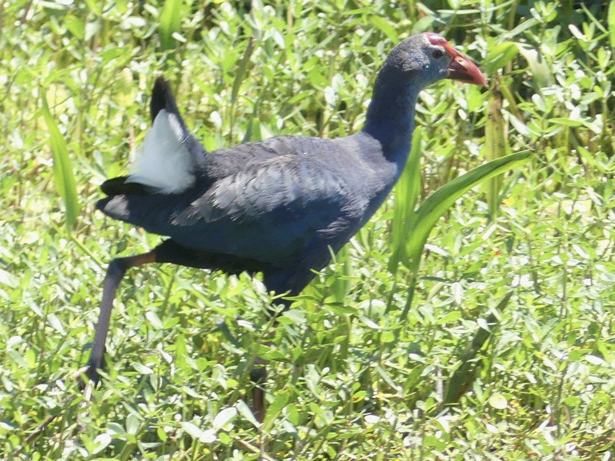 Gray-headed Swamphen - Alain Sylvain