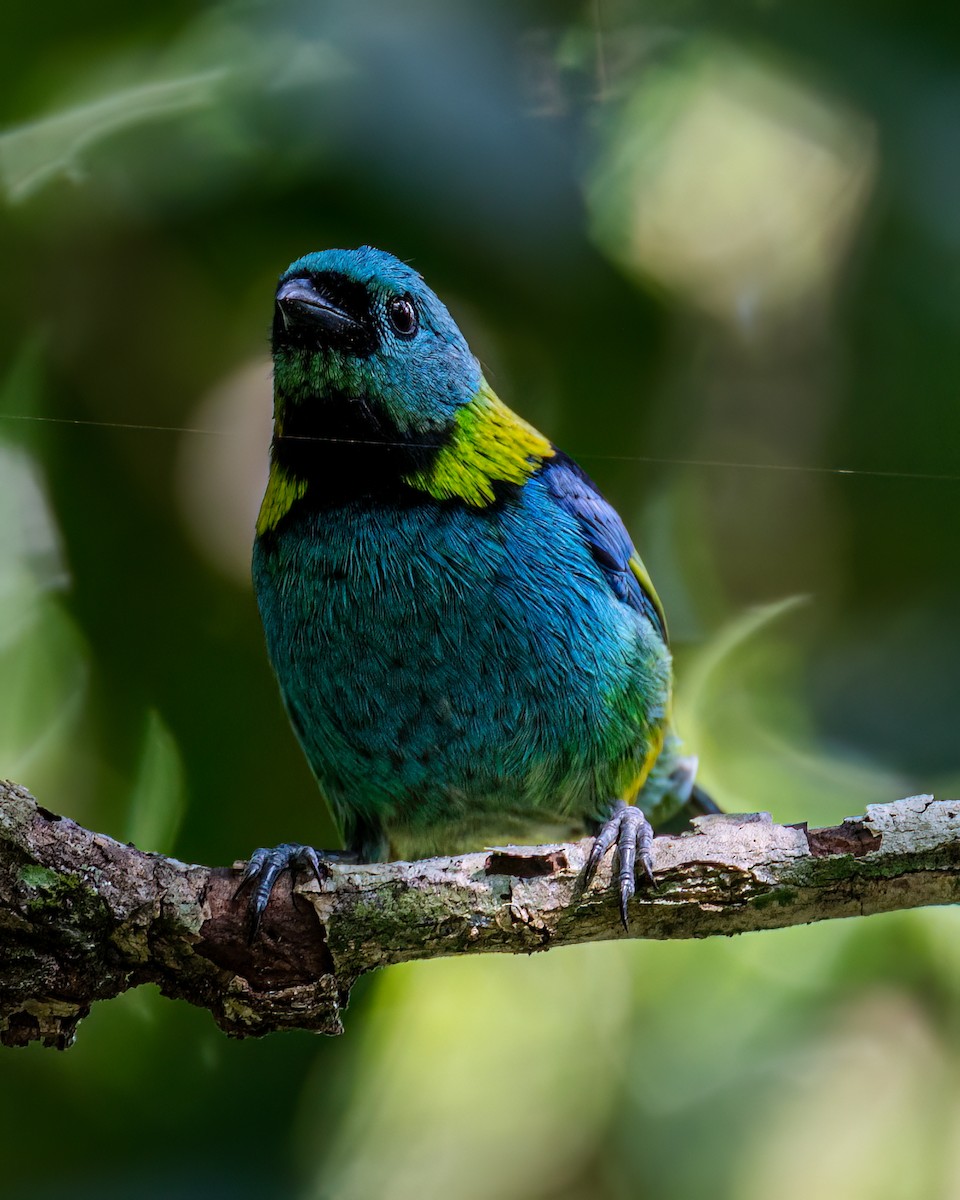 Green-headed Tanager - ML617790876