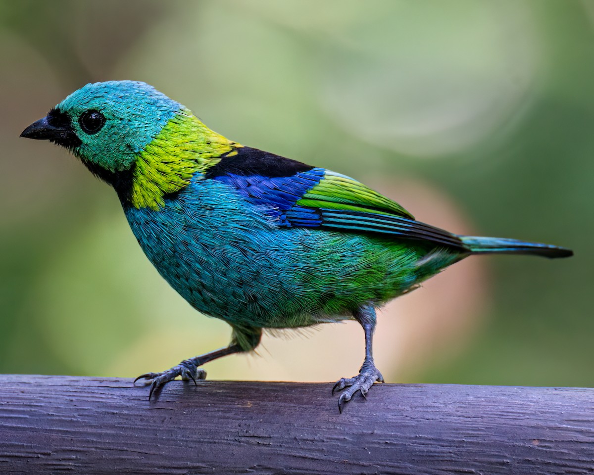 Green-headed Tanager - ML617790877