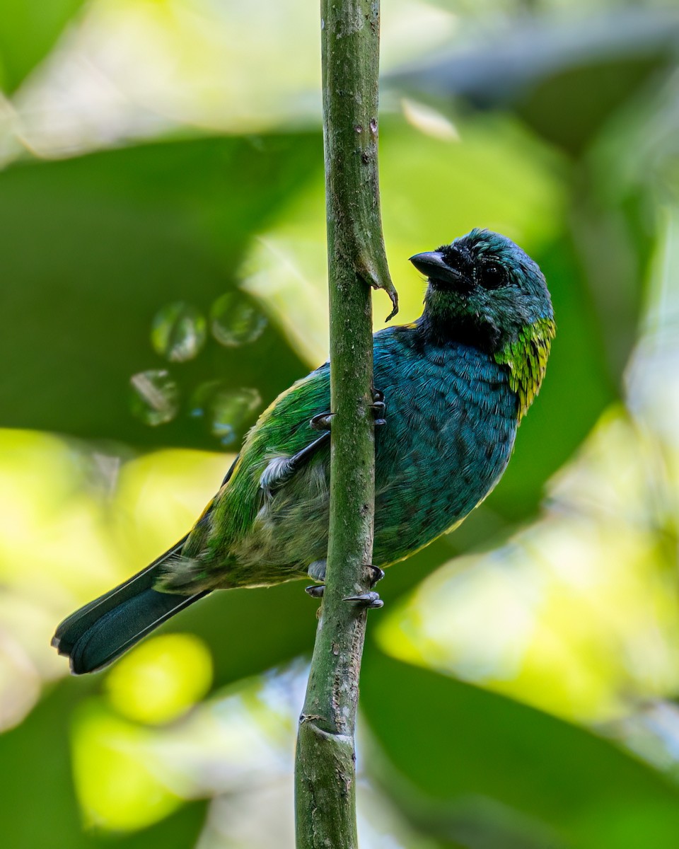 Green-headed Tanager - ML617790892