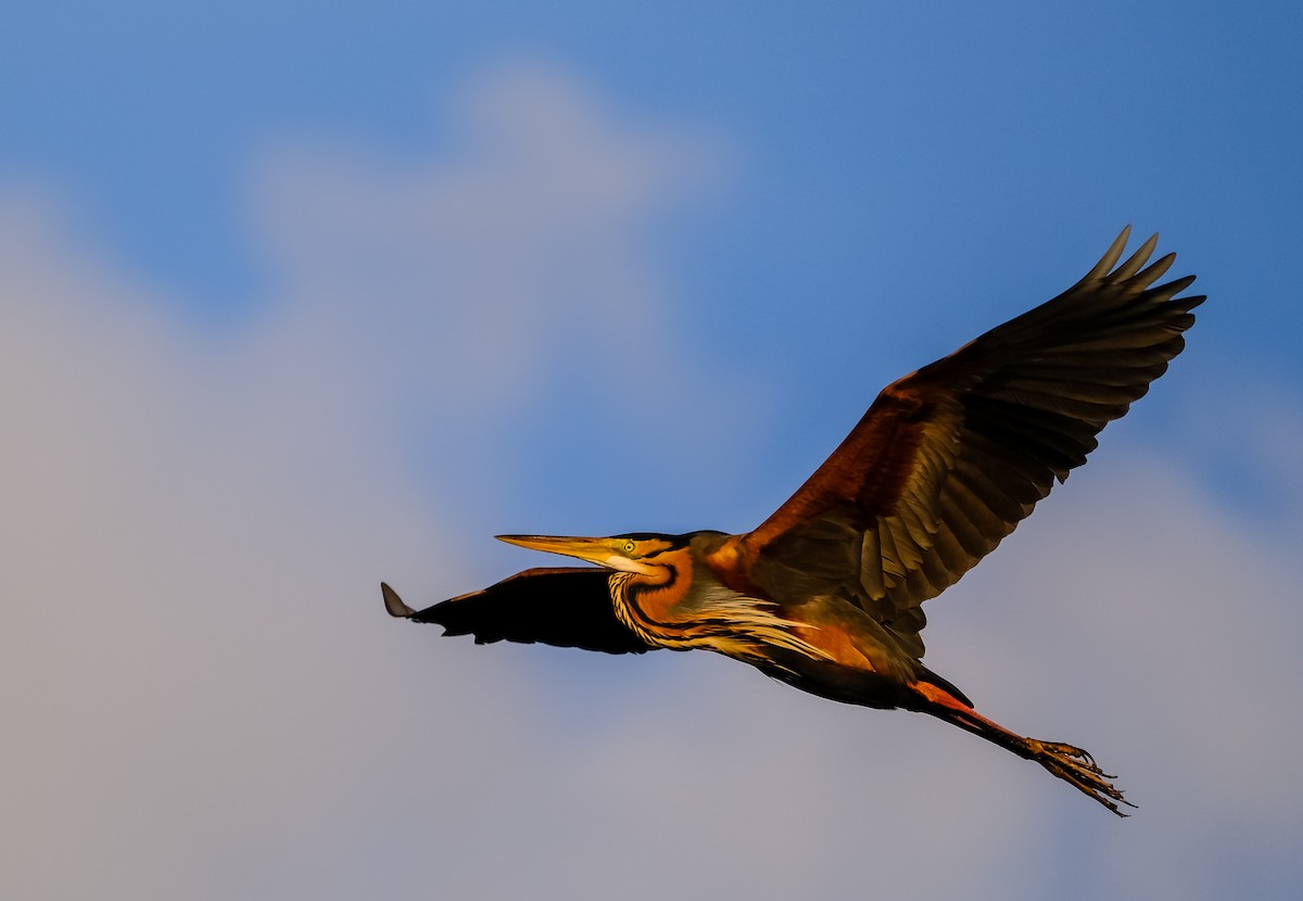 Purple Heron - ML617790912