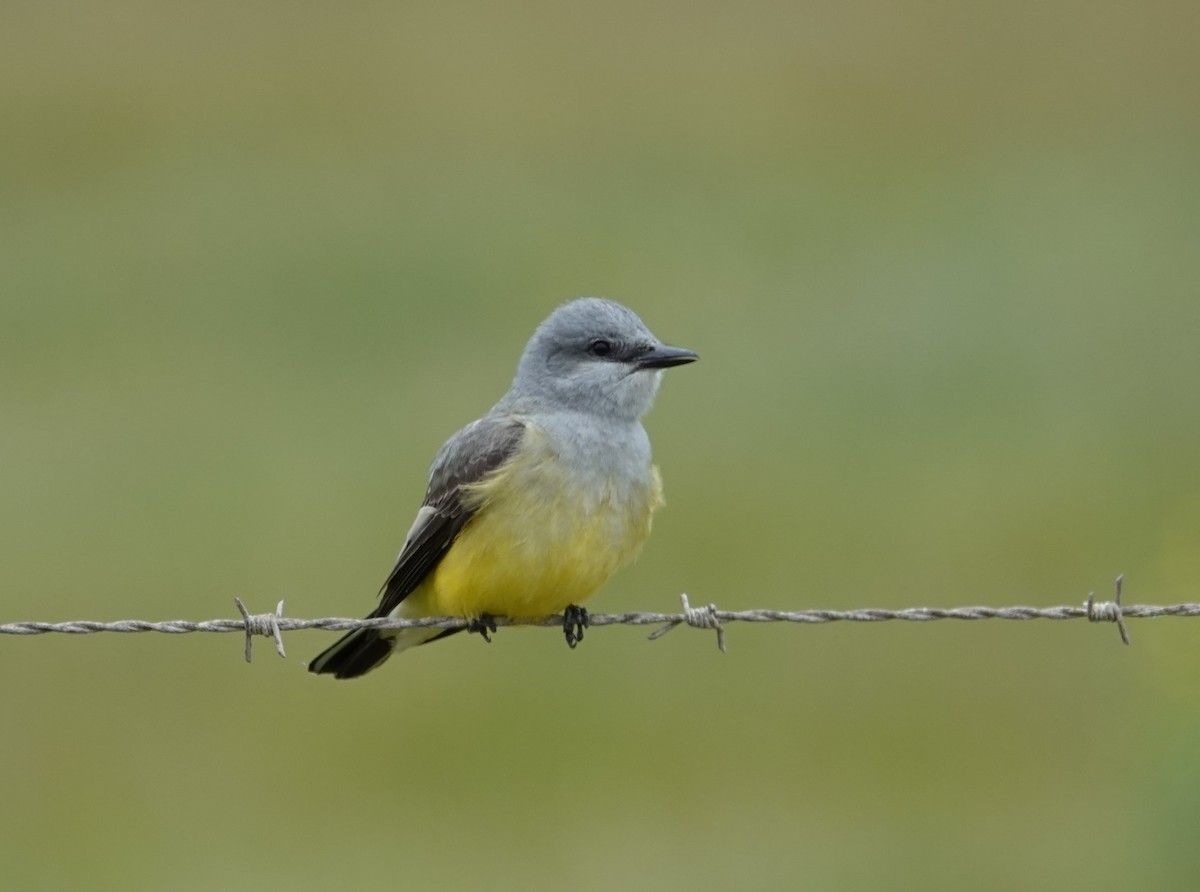 Western Kingbird - John Deacon