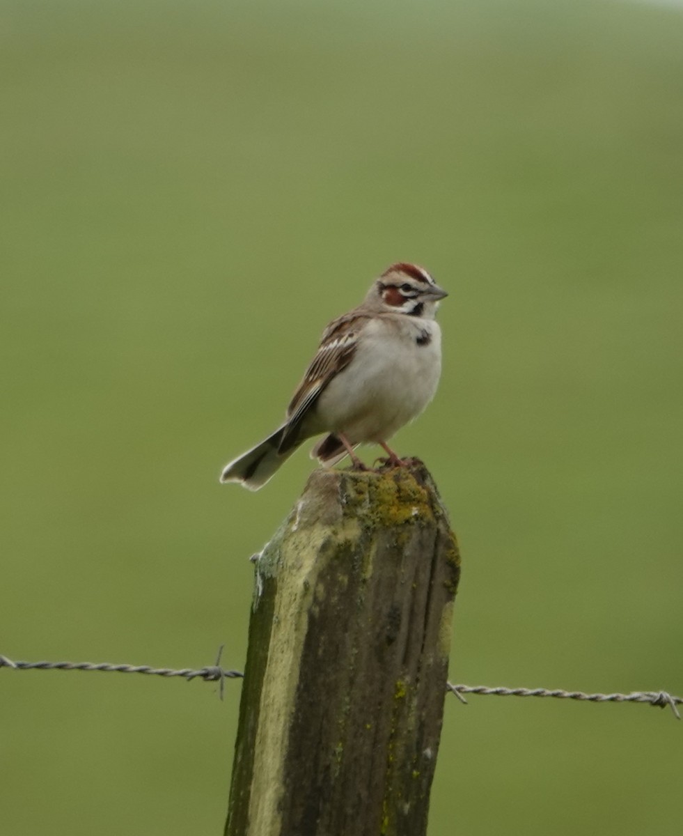 Lark Sparrow - ML617790948